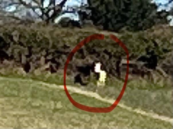 This may be an extremely rare animal roaming Hertfordshire