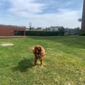 Rou, Canine Relations Manager at Knebworth Care Home