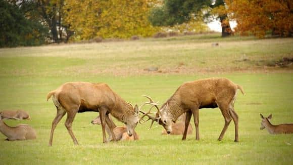 Here is the council's advice for staying safe on major roads with deer