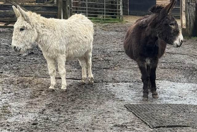 Charlie and Sooty