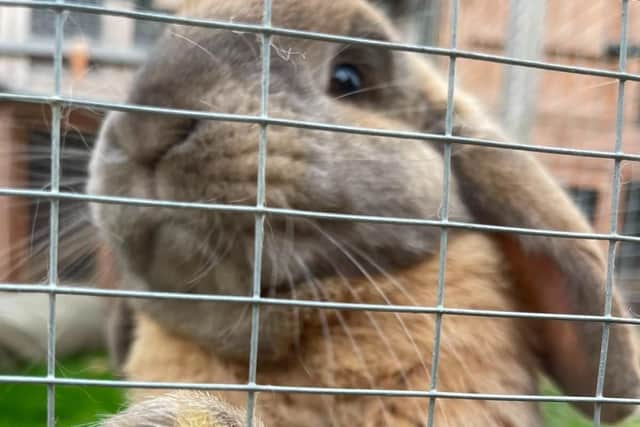 The RSPCA's South Beds and Mid-Herts branch is looking for a new home for Kimchi the rabbit