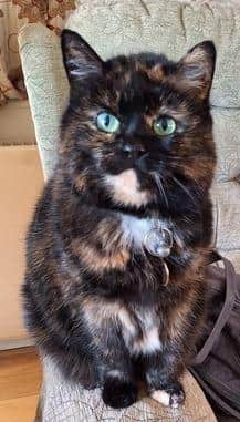 Raya is a contented lady who loves to cuddle.