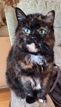 Raya is a contented lady who loves to cuddle.