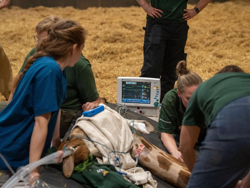 Checking vitals