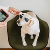 The Doghood is offering a pet hamper prize - Animal News Agency