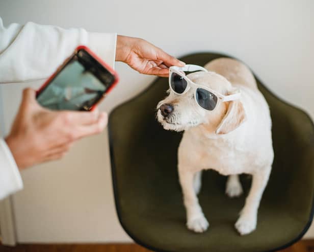 The Doghood is offering a pet hamper prize - Animal News Agency