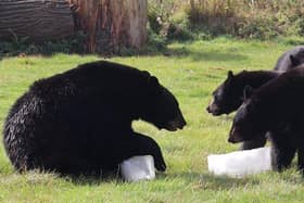North American Black Bears playing with blocks of ice 