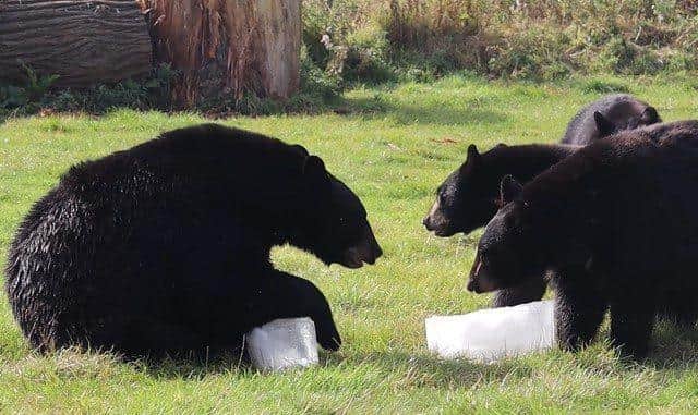 North American Black Bears playing with blocks of ice