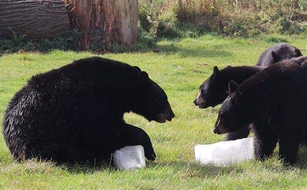 North American Black Bears playing with blocks of ice 