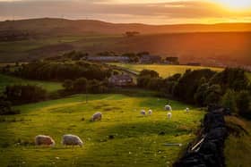 Spring always brings about new growth and some much needed sunlight. Picture: Shutterstock