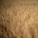 A picture of a field England during the drought earlier this summer. (Photo by BEN STANSALL/AFP via Getty Images)