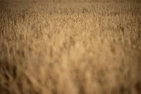 A picture of a field England during the drought earlier this summer. (Photo by BEN STANSALL/AFP via Getty Images)