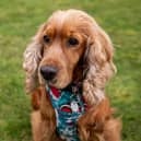 Lady the Cocker Spaniel stray has to overcome her shyness when she meets Elizabeth, sister Sarah and her Afghan Hound Florence.