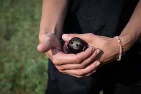 A rescue swift
