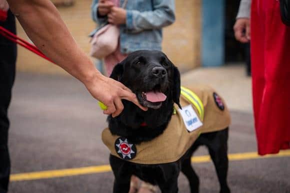 Reqs the fire investigation dog is retiring