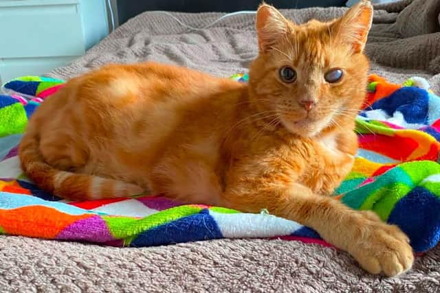 The RSPCA's South Beds and Mid-Herts branch is appealing for a new home for Max the ginger cat