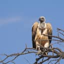 White-backed Vulture, Namibia