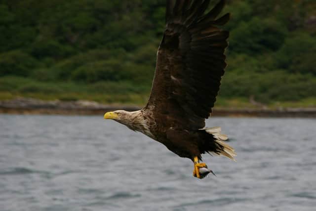 White Tailed Eagle with Prey