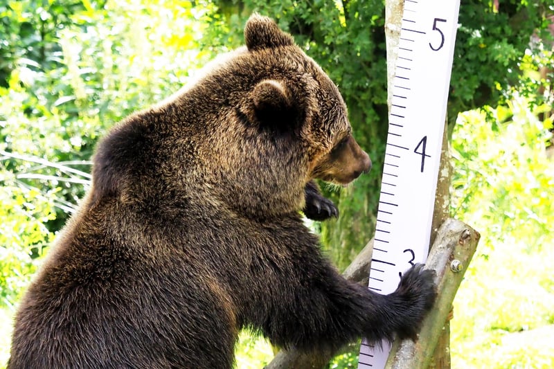 Zookeepers used honey to encourage the European brown bears  Minnie and Mana to stretch up to their full height against giant rulers.