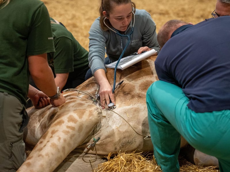 Mid surgery checking vitals