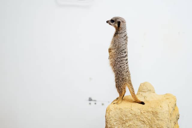 Visitors will also be able to visit the college's zoo and meet the resident meerkats