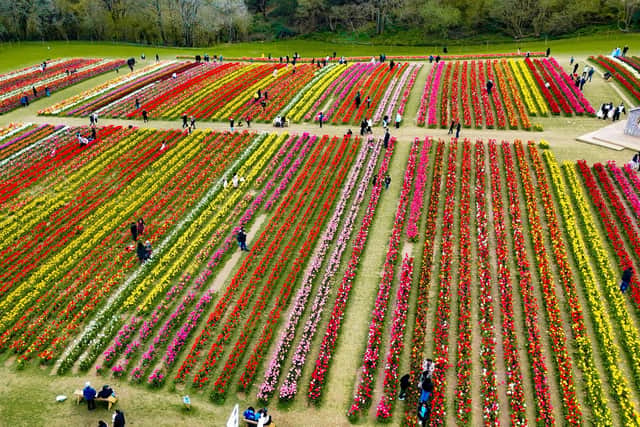 Above shots of the tulip fields