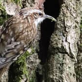 Treecreeper with Food at its Nest Hole, Bury Wood