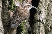 Treecreeper with Food at its Nest Hole, Bury Wood