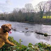 Springtime can cause a number of hazards for our dogs - Animal News Agency
