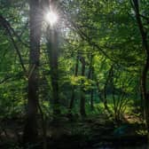 Wildlife habitat. Image for illustration purposes. (Photo by Carl Court/Getty Images)