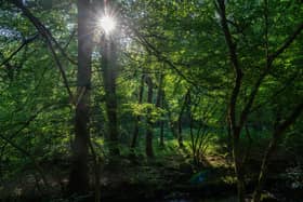 Wildlife habitat. Image for illustration purposes. (Photo by Carl Court/Getty Images)