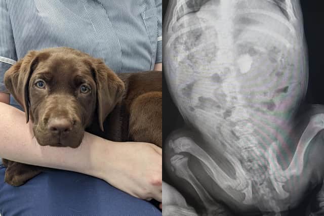 Stanley is recovering well at home with lots of cuddles after his surgery.