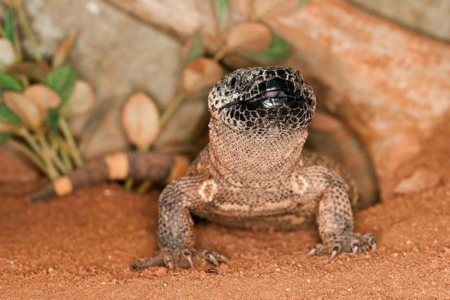 The first of two venomous lizards in the borough, the beaded lizard (heloderma horridum) is found principally in Mexico and southern Guatemala.