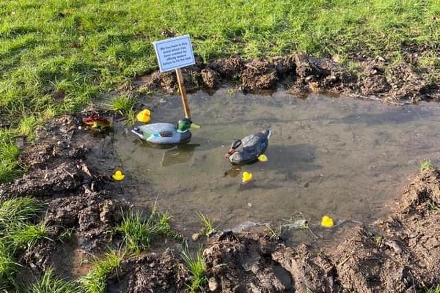 All manner of 'wildlife' have taken residence in the pond