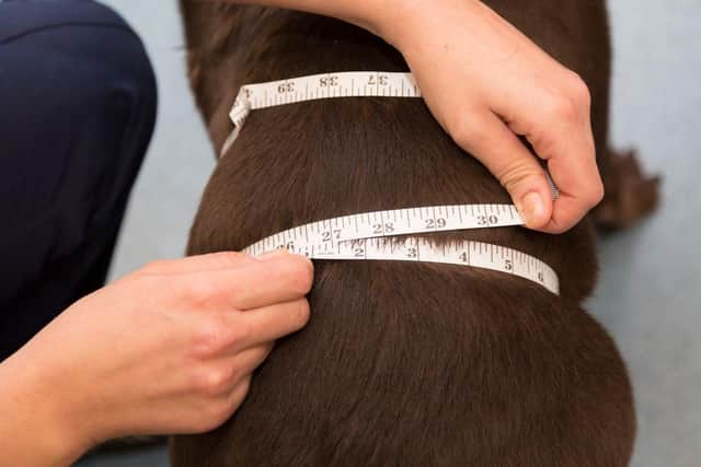 Just like humans, pets benefit from a healthy lifestyle.