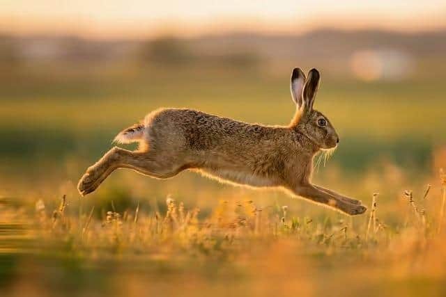 Hare coursing is an illegal practice. (Picture: Pixabay)