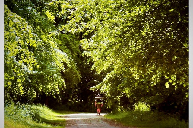 A walker strolling down a path in Tring Park.
Taken by Gerald Golding.