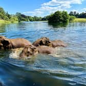 Asian Elephants enjoying their dip during the heatwave