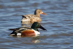A Pair of Shovelers.