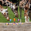 Rothschild Giraffes enjoying their summer 'party'