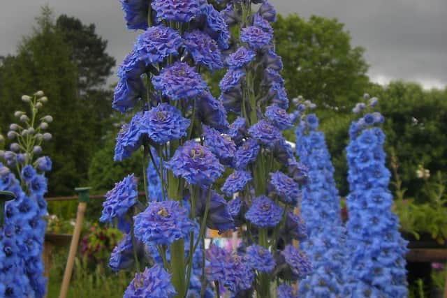 A close up of its characteristic, spike, at Home Farm Plants in Hertfordshire.