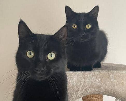 Zeus and Zillo
