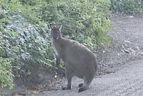 A resident was driving to collect his wife from the hairdresser when he spotted the marsupial ahead of him. In disbelief he stopped the car and watched until a runner spooked the creature and it hopped off. Photo: SWNS