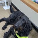Charlie, Guide Dog - one of three that joined us on the day!
