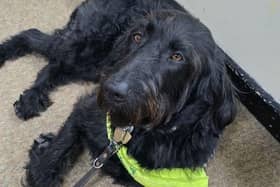Charlie, Guide Dog - one of three that joined us on the day!