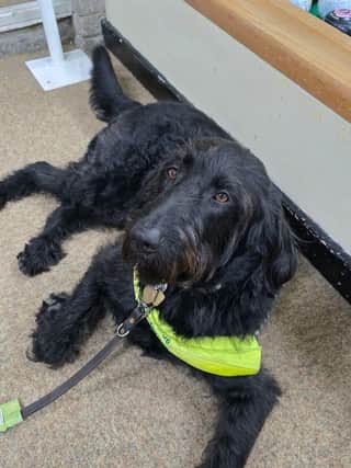 Charlie, Guide Dog - one of three that joined us on the day!