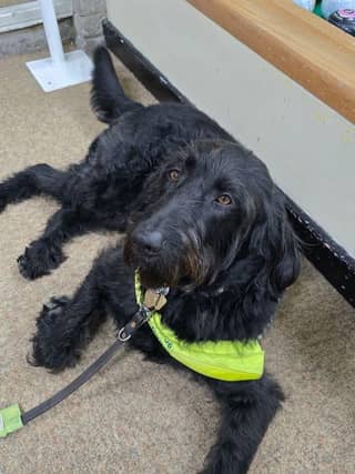 Charlie, Guide Dog - one of three that joined us on the day!