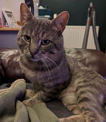 Fudge is looking for cuddles from a forever companion.