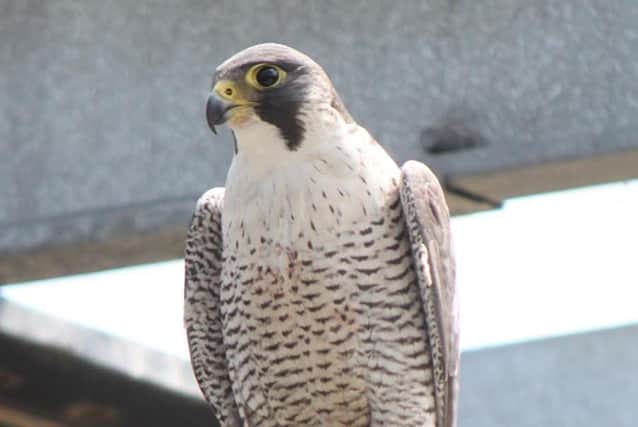Mike Wallen will hold a peregrine talk in October.