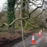 Fallen Trees due to storm Henk